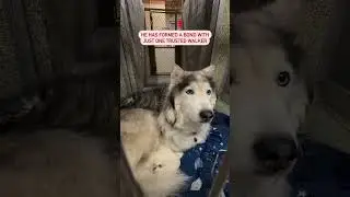His Tail Wags Again for the First Time! 🐕🏡 #funnypitbulls #dogs #animal #cutepuppy #rescue