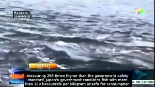 Radioactive fish caught near Fukushima nuclear plant