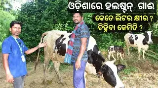ଓଡ଼ିଶାରେ ହଲଷ୍ଟନ୍ ଗାଈ ପାଳନ  ||  Halstein cow farming  in odisha.  #farming #cow #halstein