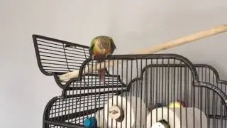 Conure
