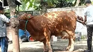 Pertolongan Sapi Melahirkan, Ambingnya KIMPLAH - KIMPLAH Lurrr‼️