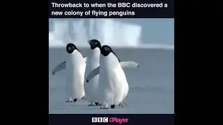 BBC David Attenborough Discovers Flying Penguins