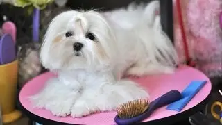 Maltese Grooming:    Dolce's Debut Video Blog   Madan Pin Brush CC Wooden PIn Brush Review