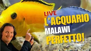 Ciclidi africani: Consulenza completa per un acquario di Mbuna  Malawi