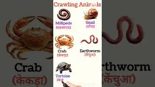 Learn Crawling Animals Name | Crawling Animals for Kids Learning | Improve General Knowledge