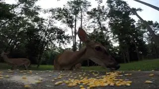 Deer eating corn