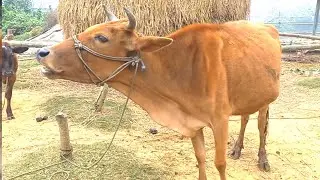 Real Cow Mooing Sound | Real Cow Videos for Kids & Parent