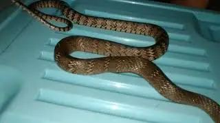 REVIEW ULAR PYTAS MUCOSA / SIULAR JALI SAHABAT PETANI