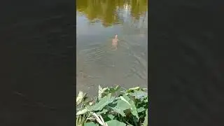 Largest Lizard Video | Animal Advance Moment