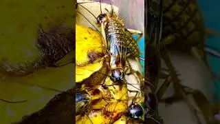 Hungry insects devour the delicious bananas provided #devouring #shortvideo #cricket #shorts #hungry