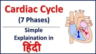 Cardiac Cycle (7 Phases)- Simple Explaination in Hindi | Bhushan Science