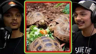 Keeping Tortoise As Pets Is Illegal In Nepal - Rohit Giri