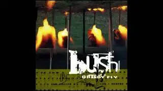 Bush - Greedy fly