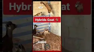 Hybrid Goat🐐#goat #hybrid #goatfarming #bakripalan #farming #animals #shorts #bakrifarming #facts