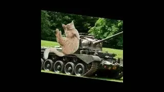 🐱🐱🐱🐱🐱🐱🐱🐱🐱🐱🐱🐱🐱🐱🐱🐱