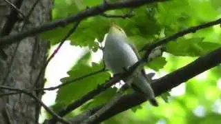 singing Wood Warbler - singender Waldlaubs&auml;nger (Phylloscopus sibilatrix)