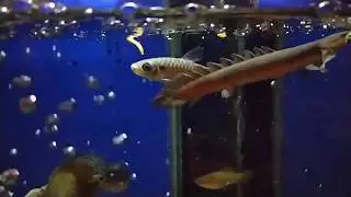 Slow motion!!! Kasih makan ikan predator pink tail characin
