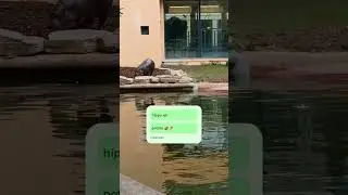 Baby hippo or shiny potato