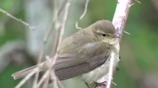 Chiffchaff / Tjiftjaf