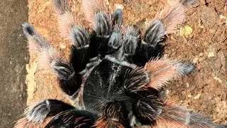 I just got myself an amazing pink tarantula! Housing this beautiful mature female & tarantula talk 