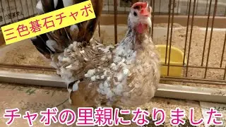 往復8時間かけて三色碁石チャボを引き取りにいきました！