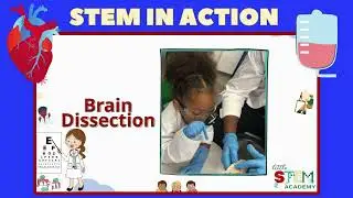 STEM IN ACTION Short Version