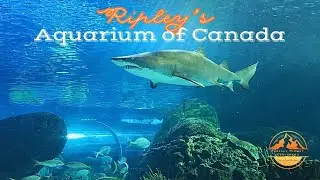 Аквариум Рипли в Канаде 🇨🇦 | Торонто | ИДЕАЛЬНЫЕ ИССЛЕДОВАТЕЛИ ПЛАНЕТЫ
