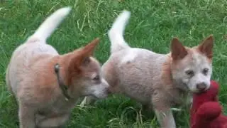 May Gibbs Litter 2016