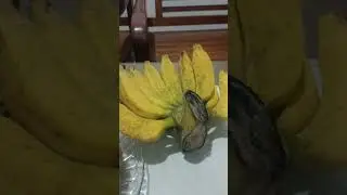 PISANG RAJA
