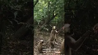 Banadar mama 🐵🐵🙊🙊🙊🙉🙊🙊🙊🙉🙉🙈🙈🙉