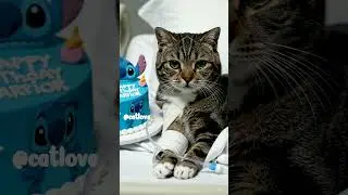 #catlover#kitten#catrescue#rescuedcat#streetcat#straycat