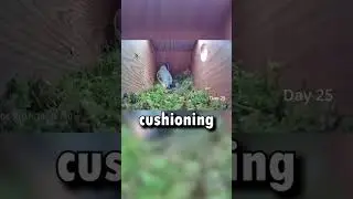 insane bird nest timelapse!