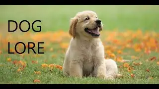 Doge Lore