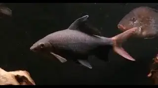 Red Tail Shark Care - Are They Really That Bad?