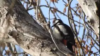 Pico picapinos, sonido caracter&iacute;stico