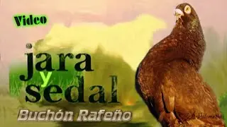 Buchón Rafeño Jara y Sedal 10