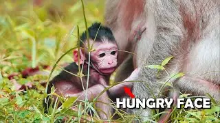 Very Hungry! Newborn Baby Monkey Jinx Look Very Hungry Because Mum Jade Don't Have Much Milk