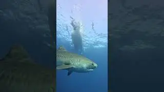 Free diving with sharks in Hawaii 🦈🤿 #short #shorts #tabimone