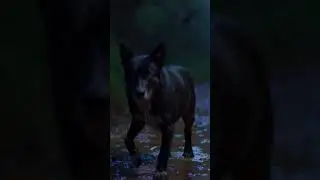 This Is Why Animals Acted Strange After the Flood 🐊