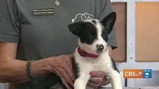 TUESDAY TAILS: Meet Ace from the SPCA of East Texas