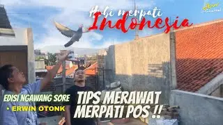 TIPS MERAWAT MERPATI POS || MAIN KE KANDANG MPOSER KOTA BANDUNG