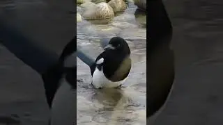 Magpie taking shower on a hot day of summer #yyc #calgary #bird #nature #birding #birdwatching
