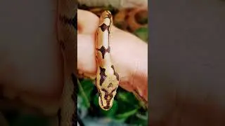 #Python #Regius #ballpython Spider Honnebee 100% het Orange ghost