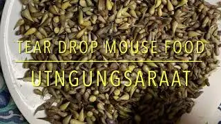 Utngungsaraat ~ Mouse Food Roots