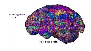 What are Brain Organoids?