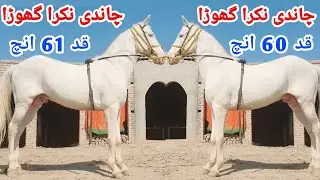 White Nukra Horse For Sale | Nukra Ghora For Sale | Dancer Ghora | Horse For Sale In Pakistan 2024