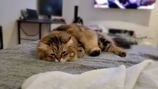 Samsung Note 10+ Live Focus Video Sample