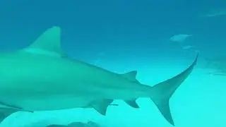Diving with Bull Sharks in Playa del Carmen! | Xibalba Divers MX