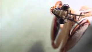 mantispa