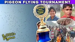 Pigeon Flying Competition In Kolkata 8th Jan 2023 | Pigeon Racing Tournament